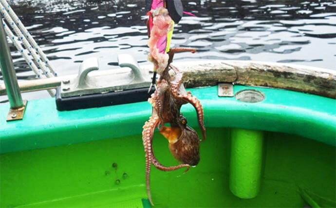 「東京湾のマダコ釣りが好スタート！」豚肉巻きタコエギで船中トップ16匹【浦安・吉野屋】