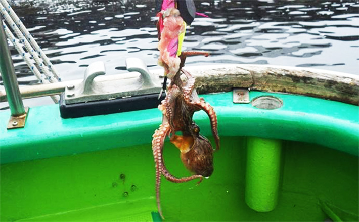 東京湾のマダコ釣りが好スタート！」豚肉巻きタコエギで船中トップ16匹