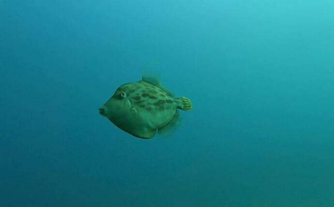 カワハギの1日のスケジュールはまるで人間の様？　朝日と共に目を覚まし日没と共に眠る