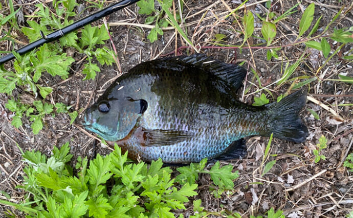 『葛西用水路』でのルアー釣りで本命ナマズ不発もブルーギルが連発【埼玉】