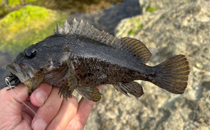 超浅場のライトロックゲームでムラソイとキジハタを手中【山形】潮の変化で活性アップ