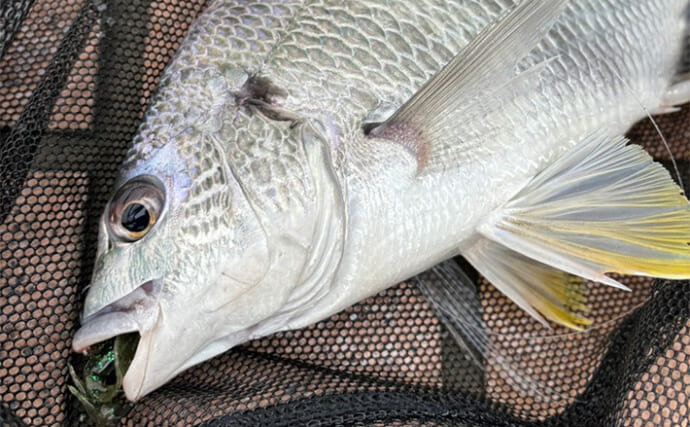 「アジングやメバリングの道具でクロダイを釣ろう！」ライトチニングの魅力と基本の釣り方を解説