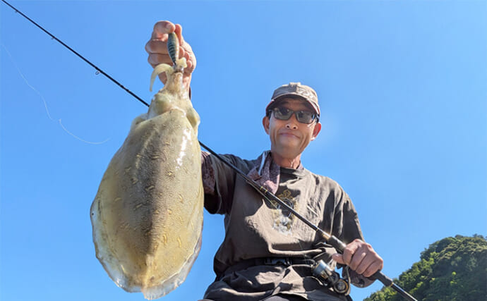 漁港エギングで良型モンゴウイカを手中【京都】アマモポイント狙い撃ちが的中