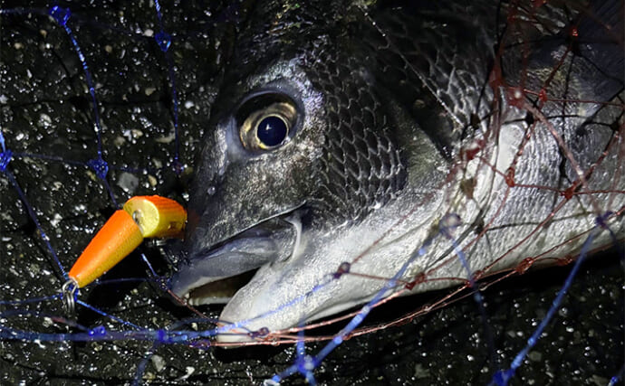 メバリングタックル流用のチニングで47cm頭に良型チヌ2尾をキャッチ【大阪南港】