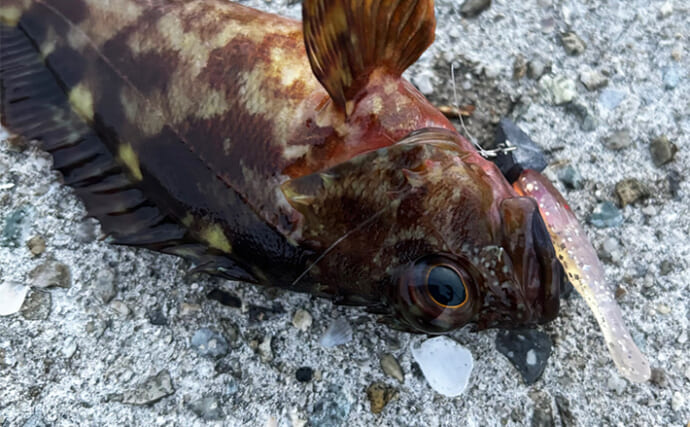 夏の日中ライトルアー釣りに必須の3アイテムを紹介【マイクロメタル・ジグ単・穴釣りヘッド】