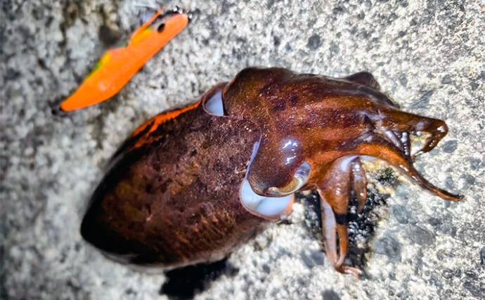 「春エギング開幕は遅れ気味？」若狭エリアで本命アオリはバラしもコウイカ手中【福井】