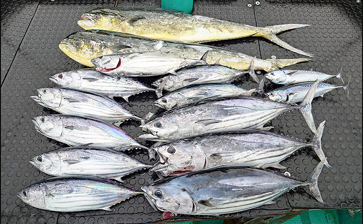 沖のルアー釣果速報】鳥羽沖キャスティング＆ジギングで5kgカツオ