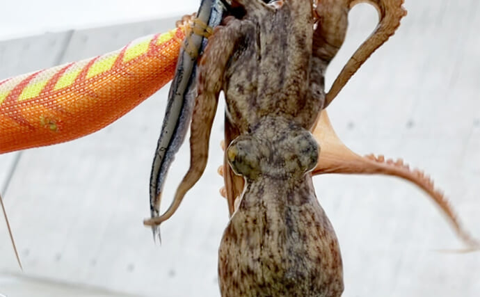 『大阪南港魚つり園』でマダコの反応が上昇中！　夕マヅメ1時間で新子サイズ5杯を手中