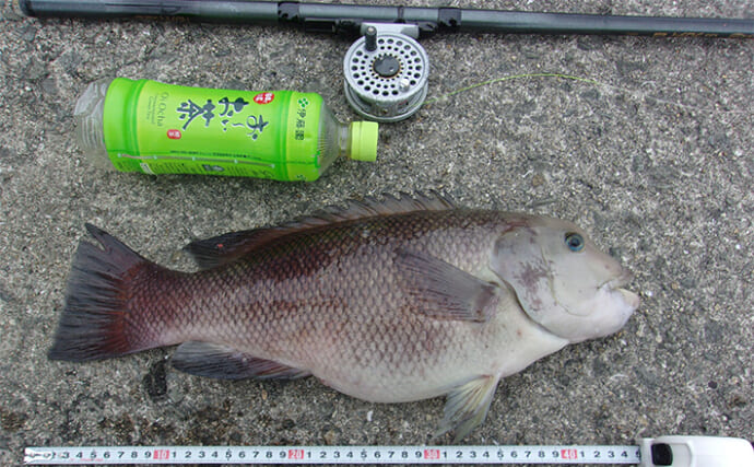 岸和田沖一文字でアジ11匹と44cmカンダイを好捕【大阪】サビキと落とし込み釣りを堪能