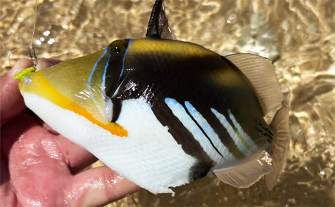 宮古島旅行の合間にライトゲームを満喫【沖縄】初魚種だらけの南国五目釣りを達成