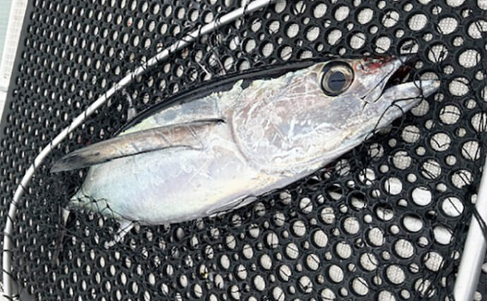 パヤオでのジギング＆キャスティングゲーム開幕！【三重・漁盛丸】15kg級ビンナガ連発で好スタート