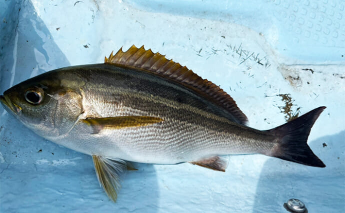 シーズン初戦のイサキSLJで大苦戦【山口】本命連発の竿頭が使っていたのは「ジグミノー」