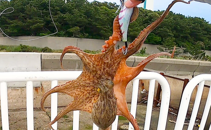 陸っぱりエギタコ釣りで460g良型マダコ浮上【大阪南港魚つり園】ランガン作戦が奏功