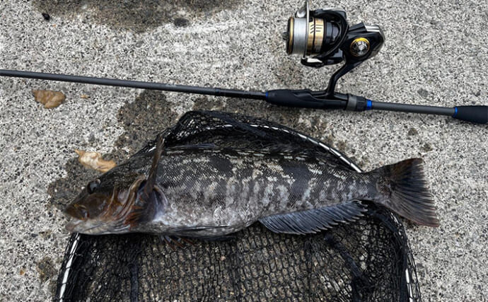 「ハイシーズン到来か？」北海道日本海エリアでのロックゲームで45cmアイナメ