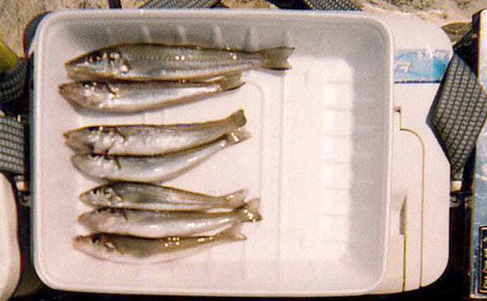 清水港の投げキス釣りで13cmを頭に7尾手中【静岡】シーズン本番に向けて好発進