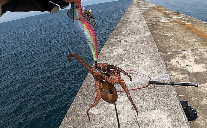 「数釣りはもう少し先か」岸和田一文字エギタコ釣りでミニタコ2杯をキャッチ【大阪】