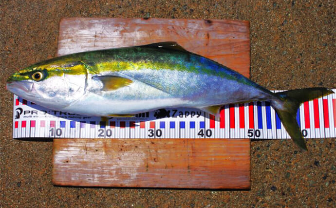 「ブレードジグ」でサワラを狙う！【兵庫・明石沖】本命不発も67cmのメジロを手中