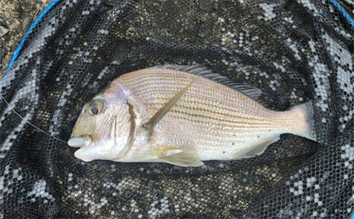 かぶせ釣り遠征釣行でヘダイにニザダイと初対面【高知】ムール貝エサにヒット