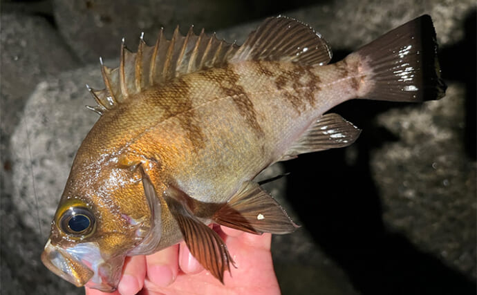 波止での電気ウキ釣りで24cm筆頭にメバルが入れ食い！【大阪】アオイソメエサにヒット