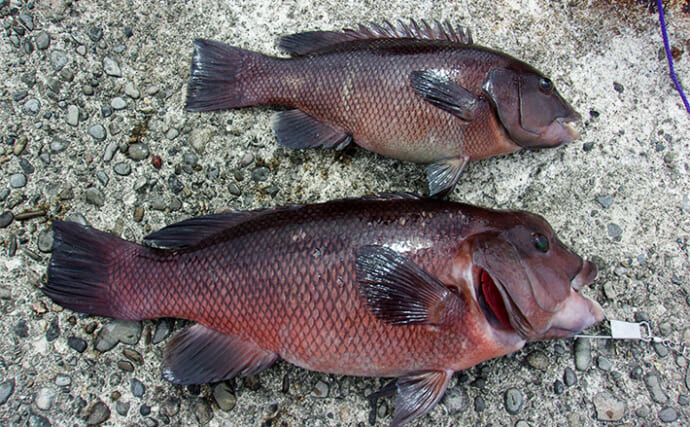 『泉佐野一文字』での落とし込み釣りでカンダイ2匹を手中【大阪】本命チヌは不発