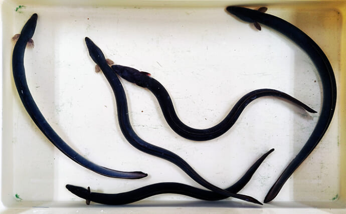 木曽川のウナギ釣りで58cm頭に4匹を手中【愛知】冷凍アケミ貝が威力を発揮