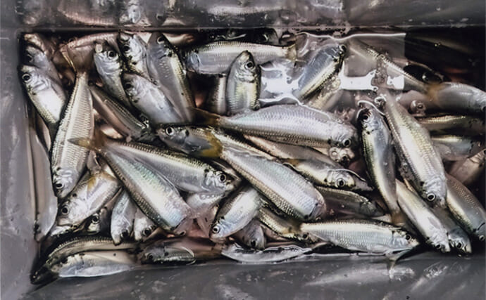 碧南海釣り広場のサビキ釣りでサッパ束釣り達成！【愛知】多点掛け連発で151匹キャッチ