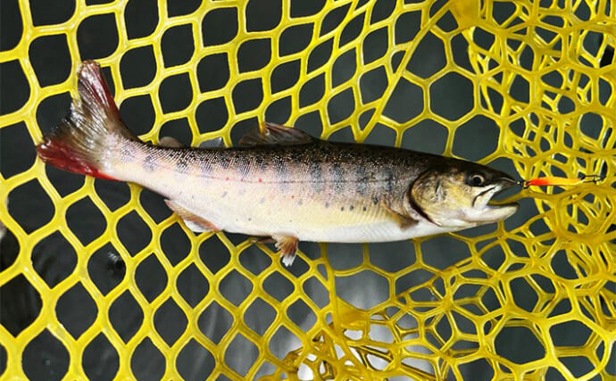 夏の千早川マス釣り場でエリアトラウト攻略【大阪】アマゴ含む30匹をキャッチ