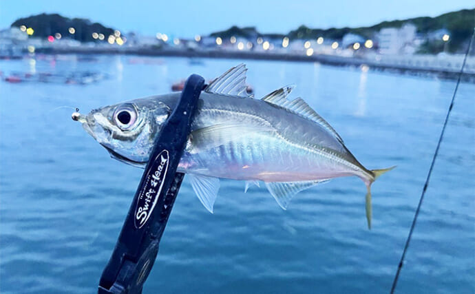 小島養魚場のナイトアジング釣行でクーラー満タン【大阪】風を読み切り全員安打達成