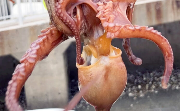 「大阪湾奥にマダコ釣りシーズン到来」タコジグで本命マダコとシーズン初対面【大阪南港魚つり園】