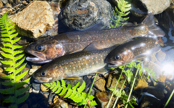 奥多摩での渓流エサ釣りでイワナ・ヤマメを手中【東京】険しい沢を登り源流へ