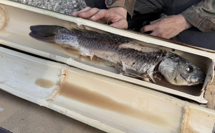 「泥抜きしてない鯉でも美味しくなる？」どんな魚も美味しくする魔法の調理器具『青竹』