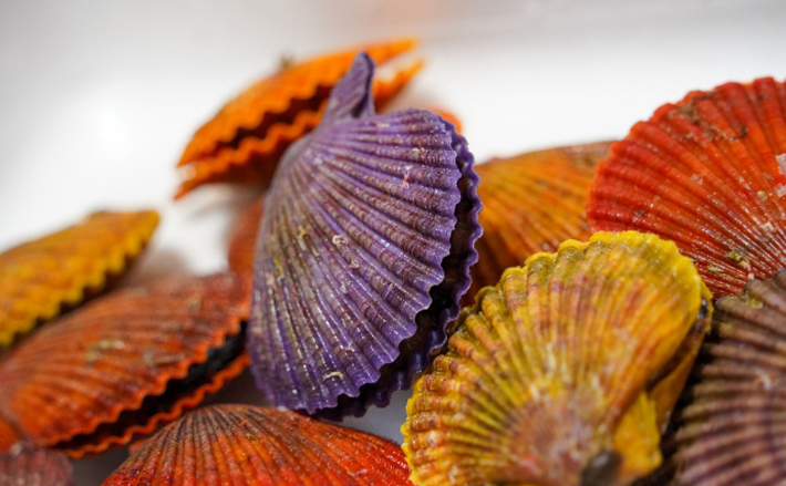 カラフルで見た目のインパクトが強めな『ヒオウギガイ』はホタテを