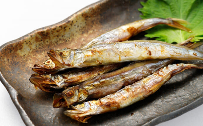 【実は本物とは違う】サカナたち　シシャモにホッケに銀鮭も？