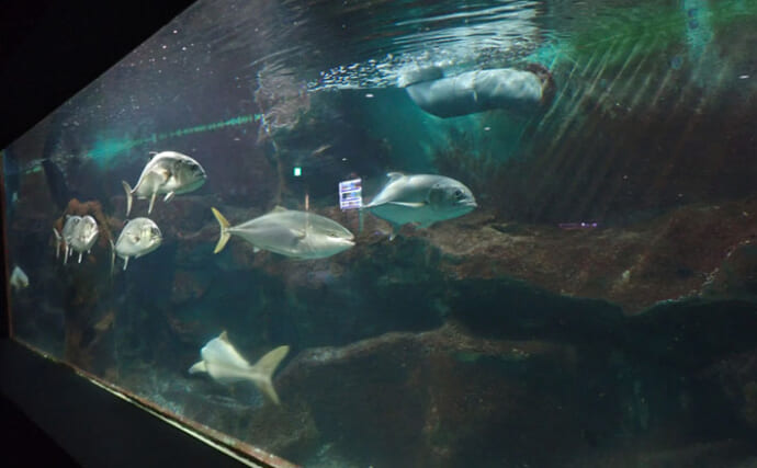 タツノオトシゴに巻かれてみた　ゼロ距離水族館『伊勢シーパラダイス』の魅力とは？