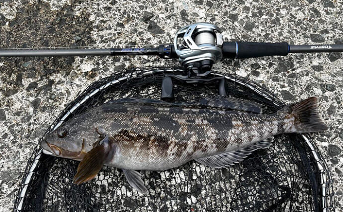 「北海道ロックフィッシュゲームがハイシーズン間近！」堤防で40cm級アイナメを好捕