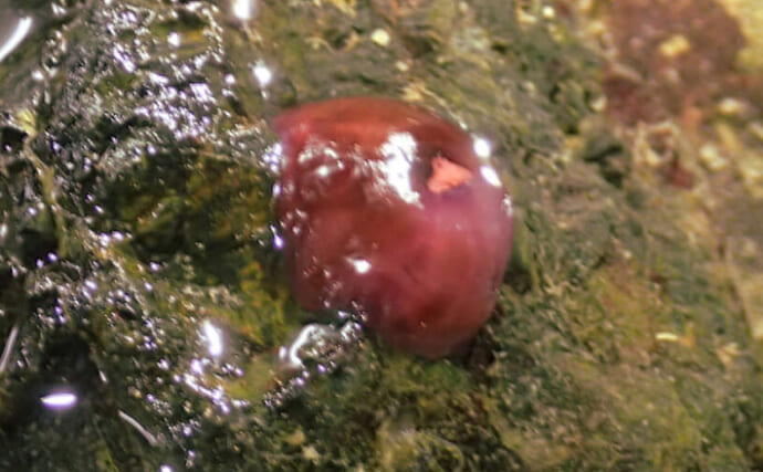 梅干しにしか見えない『ウメボシイソギンチャク』　クローンを増やす驚きの繁殖方法とは？