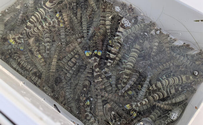 「2025年は大型エビが狙える！」浜名湖『えびすき漁体験』でクルマエビ100匹をゲット！