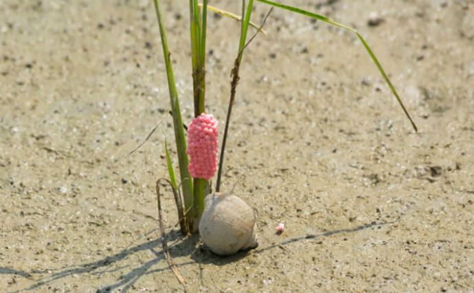 「生物を使って有害生物を駆除する？」生物農薬として利用された魚介類3選