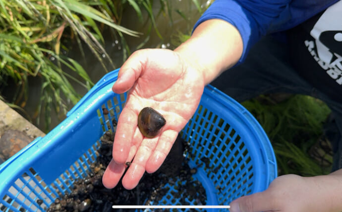 街中のドブにもいる巨大シジミ　工夫次第で美味しく食べられるかも？