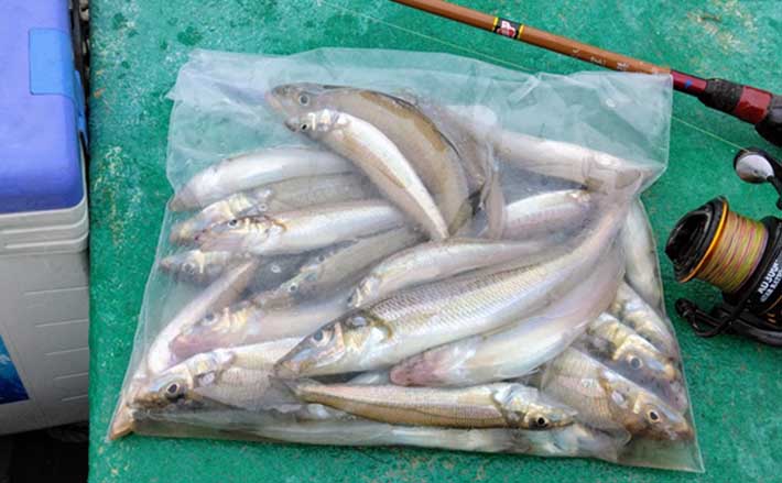 東京湾の船シロギス釣りが好スタート！」ダイソー仕掛けで32匹手中