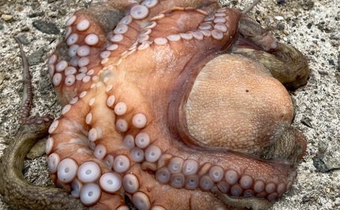 『大阪南港魚つり園』で870gを筆頭に良型マダコが連発！【大阪】タコの成長を実感