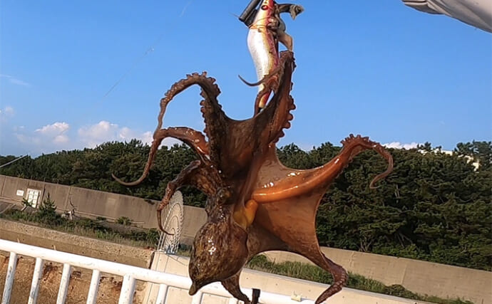 『大阪南港魚つり園』でのタコ釣りで「3釣行2キャッチ」　雨天後はタコジグが効果的？