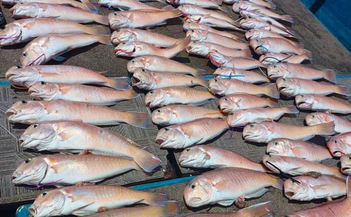 関西エリアの【船釣り特選釣果】アマラバで45cm頭にシロアマダイ船中70匹の爆釣！