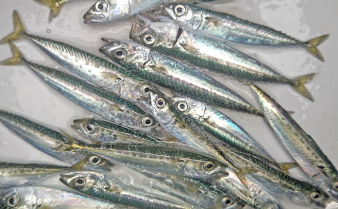 「1時間で50尾！」相浜港のサビキ釣りで小サバ＆イワシ連発【千葉】軽量仕掛けと丁寧な同調で爆釣