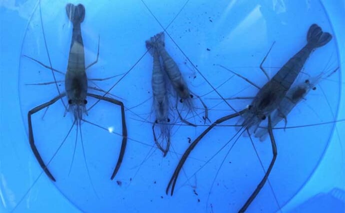 夕マヅメのテナガエビ釣りで本命10尾キャッチ！【千葉・八間川】日没後の時合いに連発