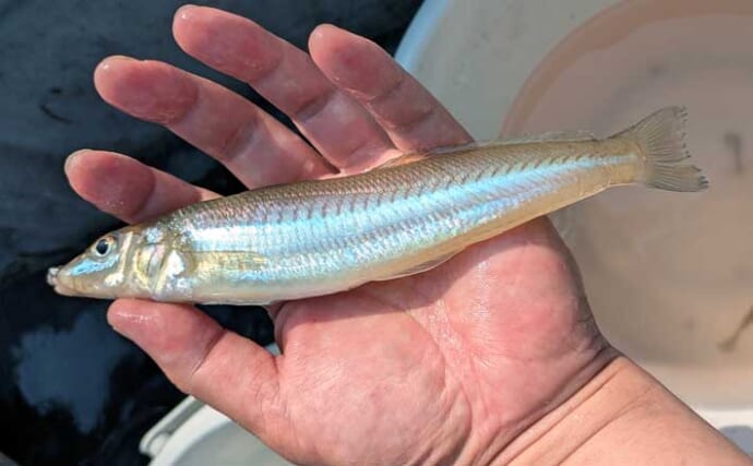 「シロギス70匹超え！」夏の船キス釣りで知っておきたいタックル＆仕掛けの基本【三重】