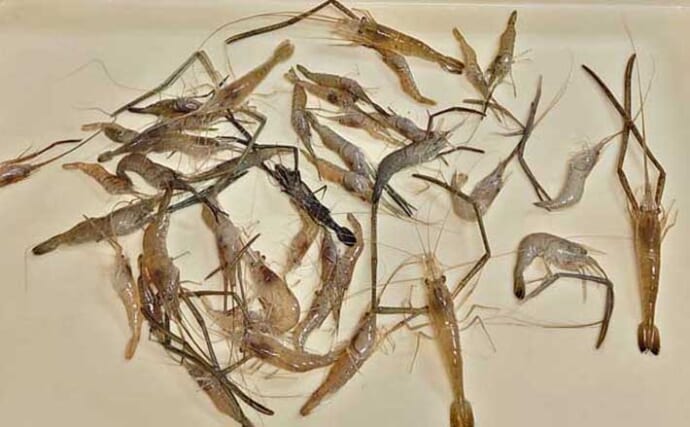 木曽川のテナガエビ釣りで18cmを頭に42匹キャッチ【愛知】濁りを味方にテンポ良く数釣り成功