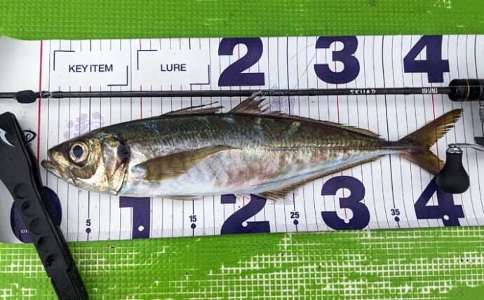 「43cmギガアジ浮上！」太田屋のバチコンアジングで良型アジ連発【東京湾・金沢八景】