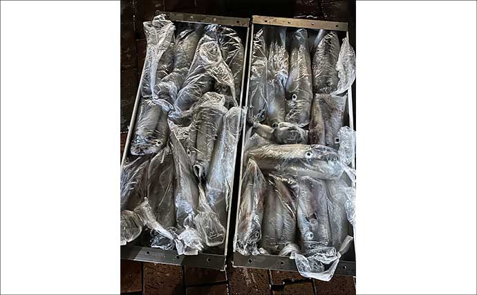 【沖釣り釣果速報】夜焚きイカ最盛期突入！　胴突きでヤリイカ100尾超え多数（福岡）