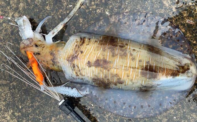 「スーパーのアジでも釣れた！」ヤエン釣り＆ウキ釣りで1.8kg級頭に春アオリイカ好捕【福井】